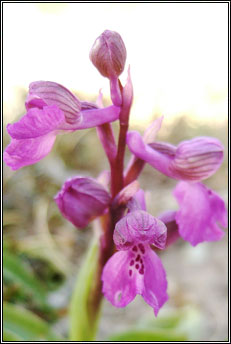 orchid,green-winged (magairl�n f�itheach)