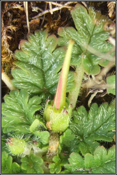 storksbill,sea (creagach mara)
