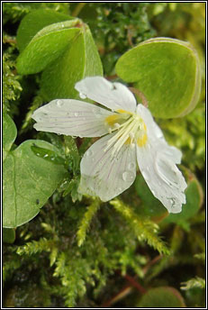 wood-sorrel (seams�g)