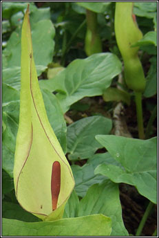 lords-and-ladies (chluas chaoin)