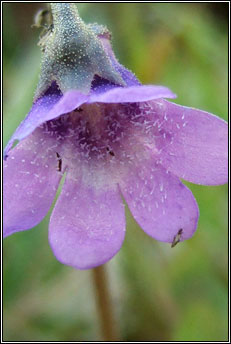 butterwort,common (bod�n measc�in)