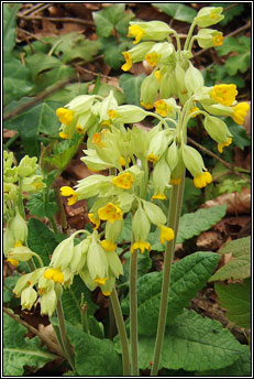 cowslip (bainne b� bleacht�in)