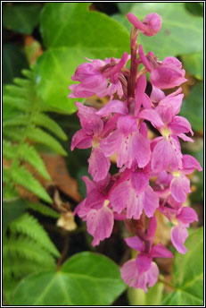 orchid,early purple (magairl�n meidhreach)