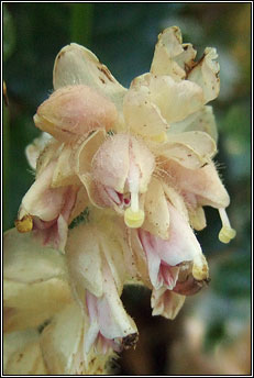 toothwort (sl�n� fiacal)