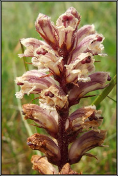 broomrape,common (m�ch�g bheag)