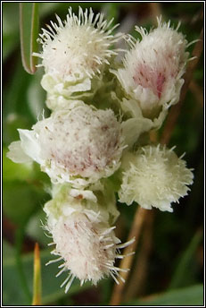 everlasting,mountain (catluibh)