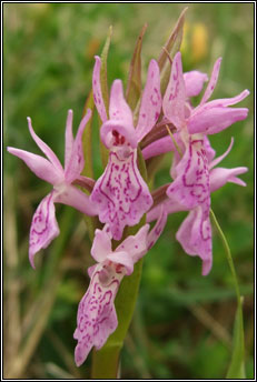 orchid,marsh,narrow-leaved (magairl�n caol)