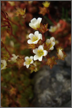saxifrage,irish (m�r�n gaelach)