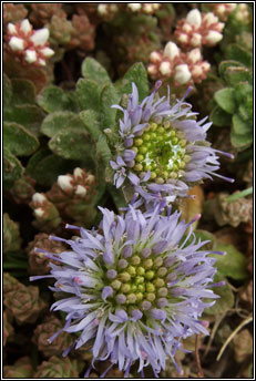 sheeps bit (luibh an ghalair cam)