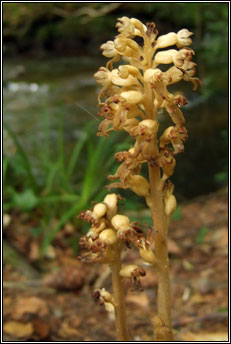 orchid,birds-nest (magairl�n neide �in)