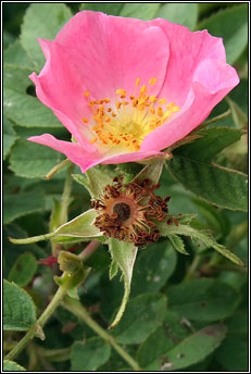 rose,sherards downy-rose (r�s Shioraird)