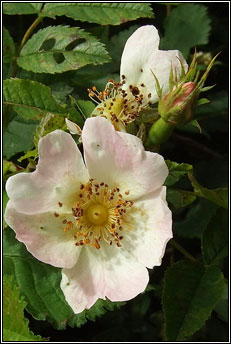 rose,short-styled field-rose (r�s st�leach)