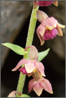 helleborine,dark-red (cuaich�n dearg)