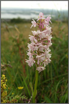 orchid,fragrant (lus taghla)