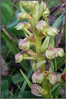 orchid,frog (magairl�n an losc�in)