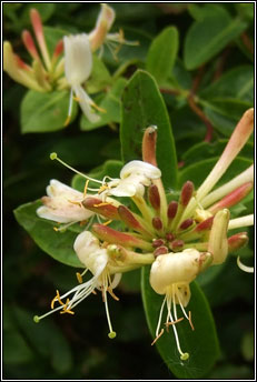 honeysuckle (t�thfh�ithleann)