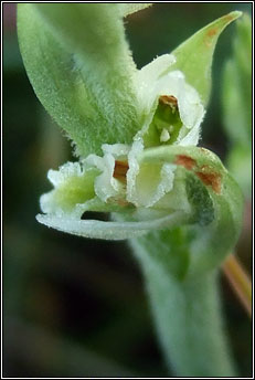 ladys-tresses,autumn (c�il�n muire)