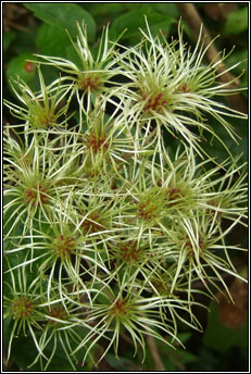 travellers-joy (gabhr�n)