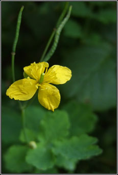 celandine,greater (gharra bhu�)