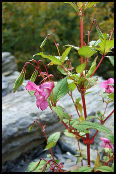 balsam,himalayan (lus na pl�isce)