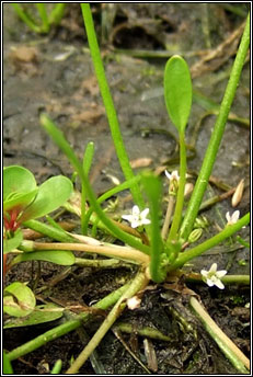 mudwort (lus latha�)