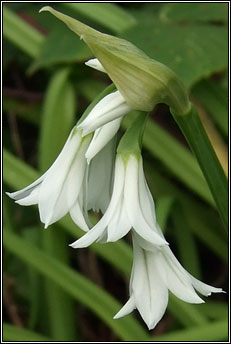 garlic,three-cornered (creamh garra�)