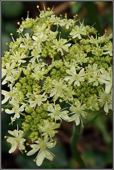 hogweed (feabhr�n)