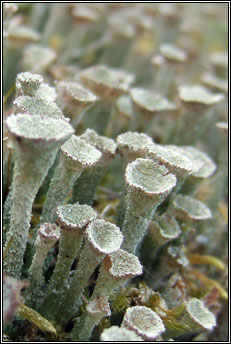 cladonia