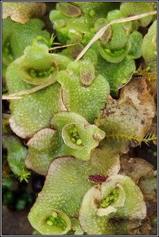 liverwort