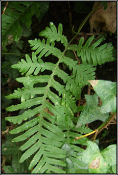 polypody,southern