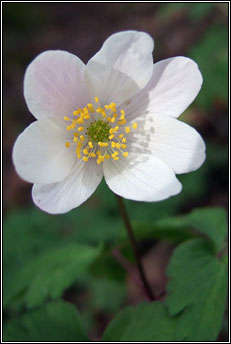 wood anemone (lus na gaoithe)