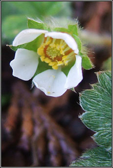 strawberry,barren (s taln brige)