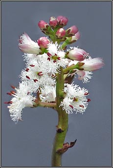 bogbean (bearnn lachan)