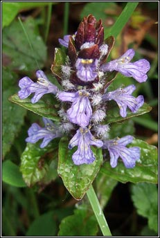 bugle (ghlasair choille)