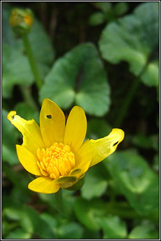 celandine,lesser (grn arcin)