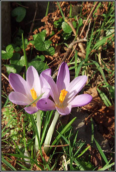 crocus,early