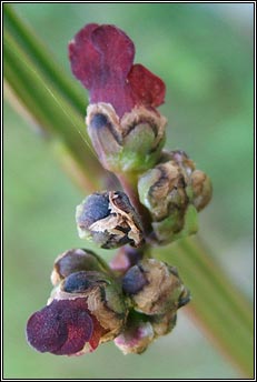 figwort,water (donnlus uisce)