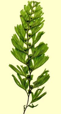 Tunbridge Filmy-fern