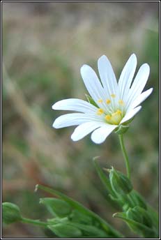 greater stitchwort (tursainn mhr)