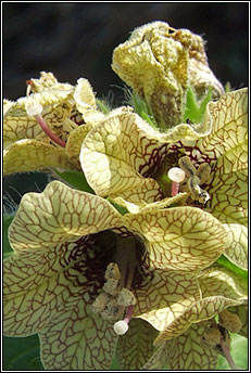 henbane (gafann)