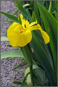 yellow flag iris (feileastram)