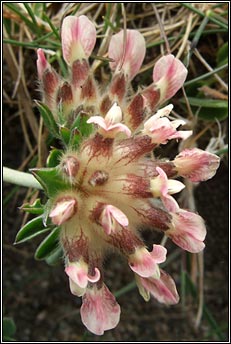 vetch,kidney (mara muire)