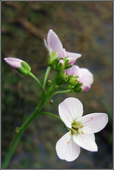 ladys-smock (biolar gragin)