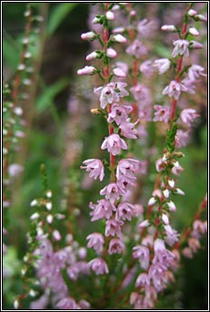 heather,ling (fraoch mr)