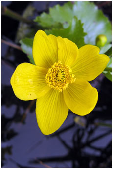 marsh-marigold (lus bu beltaine)