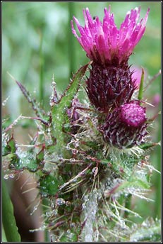 thistle,marsh (feochadn corraigh)