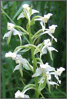 orchid,greater butterfly (magairln mr an fhileacin)