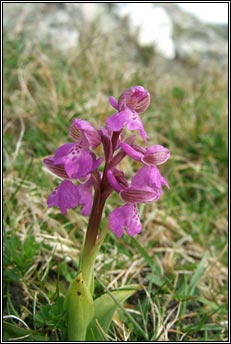 orchid,green-winged (magairlín féitheach)
