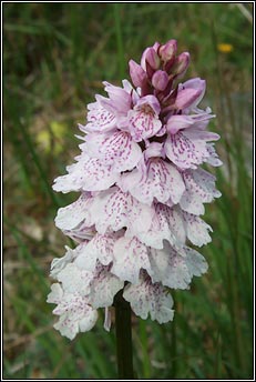 orchid,heath spotted (magairlín meidhreach)