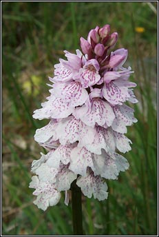 orchid,heath spotted (magairln meidhreach)